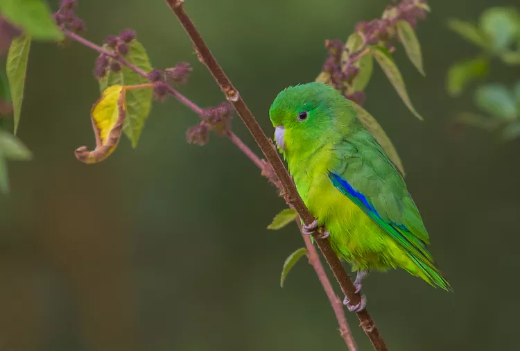 Parrotlet